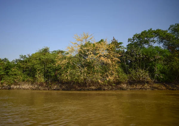 Ζούγκλα Στην Ακτή Του Ποταμού Pantanal Βραζιλία — Φωτογραφία Αρχείου