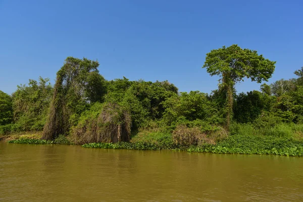 River Landscape Jungle Pantanal Brazil — Stock Photo, Image