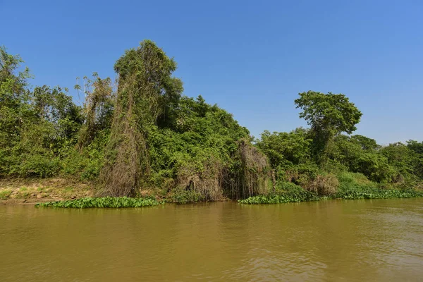 Pantanal Δασικό Οικοσύστημα Μάτο Γκρόσο Βραζιλία — Φωτογραφία Αρχείου