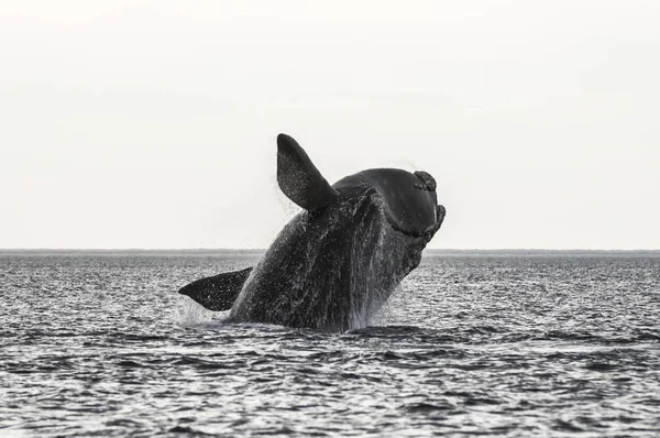 Whale Hoppning Halvön Valdes Patagonien Argentina — Stockfoto