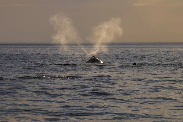 Respiration Des Baleines Péninsule Valdes Patagonie Argentine — Photo