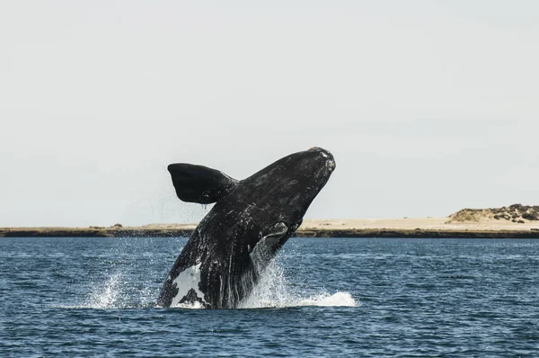 Salto Ballenas Península Valdés Patagonia Argentina — Foto de Stock