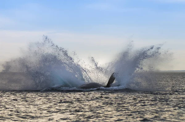 Whale jumping in Peninsula Valdes, Puerto Madryn