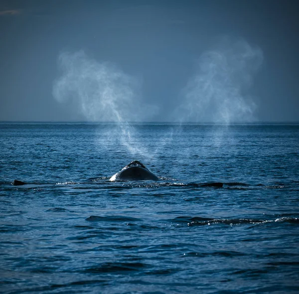 Respiration Des Baleines Péninsule Valdes Patagonie Argentine — Photo