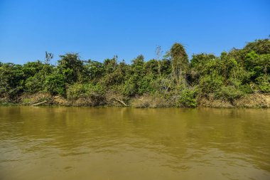 Pantanal orman ekosistemi, Mato Grosso, Brezilya 