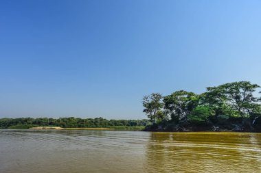 Pantanal orman ekosistemi, Mato Grosso, Brezilya 
