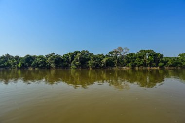 Pantanal orman ekosistemi, Mato Grosso, Brezilya 