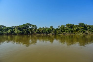 Pantanal orman ekosistemi, Mato Grosso, Brezilya 