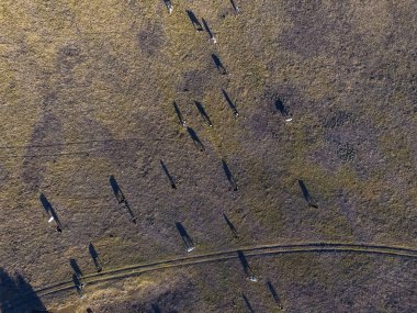 İnekler havadan görünümü alanında, Pampa, Argentina