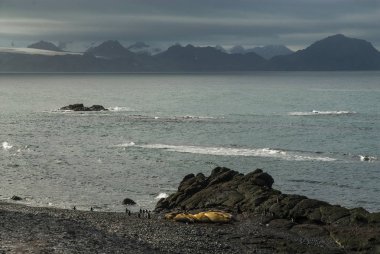  Gentoo penguenleri beach, Hannah noktası, Antarktika üzerinde