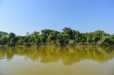 Pantanal orman ekosistemi, Mato Grosso, Brezilya 