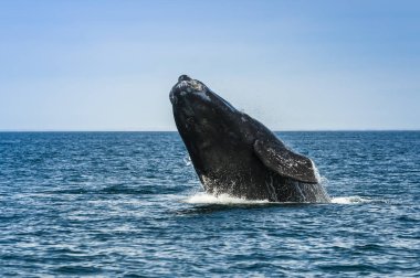 Balina Yarımadası Valdes, Patagonia, Arjantin atlama