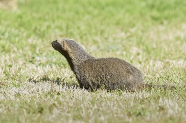 Küçük grison, Pampa, Patagonia, Arjantin görünümünü kapat
