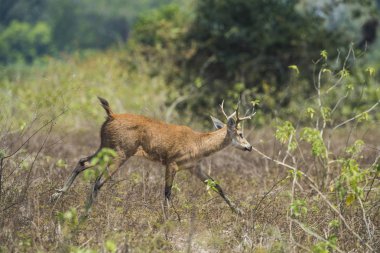 Marsh geyik, pantanal Brezilya