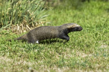 Küçük grison, Pampa, Patagonia, Arjantin görünümünü kapat