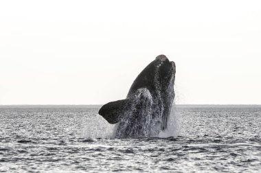 Balina Yarımadası Valdes, Patagonia, Arjantin atlama