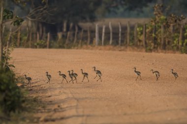 Büyük Rhea kuşlar, Pantanal, Brezilya