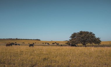 İnek kırsal, Pampa, Patagonia, Arjantin için
