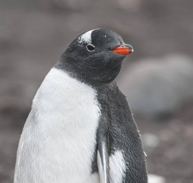  Gentoo pengueni, Hannah noktası, Antarktika
