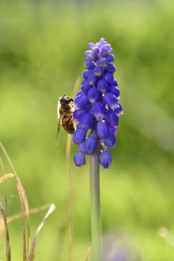 Patagonia, Arjantin, çiçek arıya