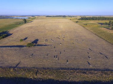 İnekler havadan görünümü alanında, Pampa, Argentina