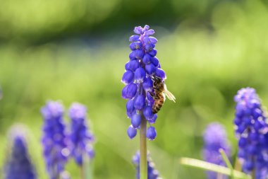 Patagonia, Arjantin, çiçek arıya