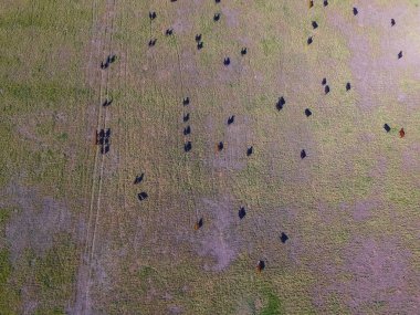 İnekler havadan görünümü alanında, Pampa, Argentina