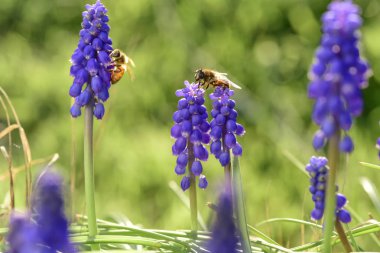 Patagonia, Arjantin çiçeklere arılar