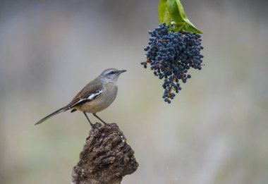 Beyaz Mockingbird dal, Patagonia, Arjantin bantlı. 