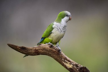 Parakeet in jungle environment, La Pampa, Patagonia, Argentina clipart