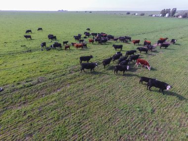 ineklerin, Pampa, Argentina havadan görünümü