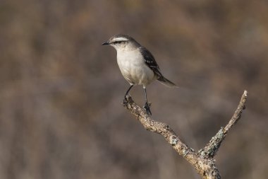 Beyaz Mockingbird dal, Patagonia, Arjantin bantlı. 