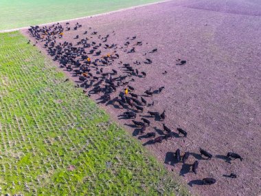 ineklerin, Pampa, Argentina havadan görünümü