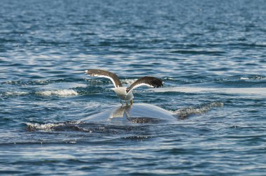 Balina ve martı Yarımadası Valdes, Patagonia, Arjantin