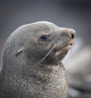 Antarktika kürk mühür plajda, Antarktika 
