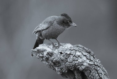 kahverengi cacholote kuş, Pampa bölge, Arjantin