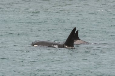 Orcas avcılık, Patagonia, Arjantin