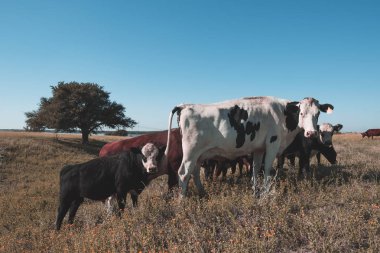 Dairy cows in pampas landscape, Patagonia