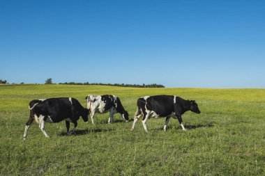 Dairy cows in pampas landscape, Patagonia