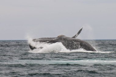 Balina Yarımadası Valdes, Patagonia, Arjantin atlama