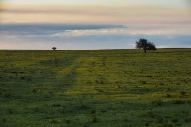 Yalnız ağaç Pampa düz, Patagonia, Arjantin