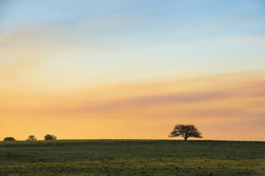 Yalnız ağaç Pampa düz, Patagonia, Arjantin