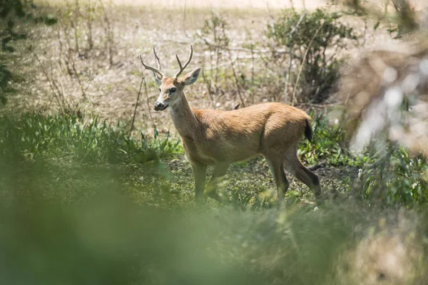 Lápi Szarvas Pantanal Brazília — Stock Fotó