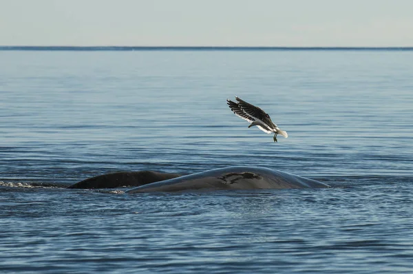 Γλάρος Και Δικαίωμα Φάλαινα Valdes Χερσόνησο Παταγονία — Φωτογραφία Αρχείου