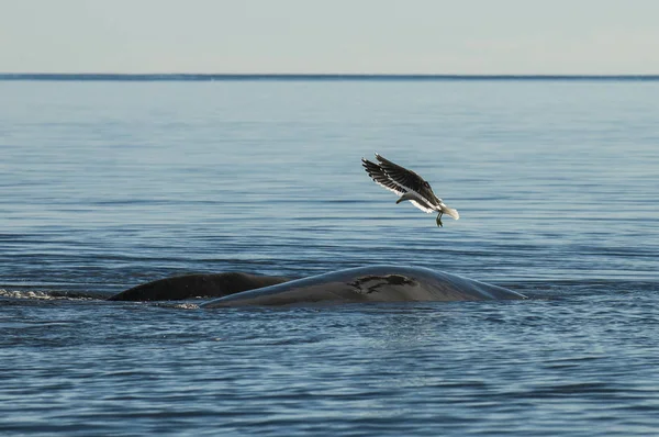 Gabbiano Balena Franca Penisola Valdes Patagonia — Foto Stock