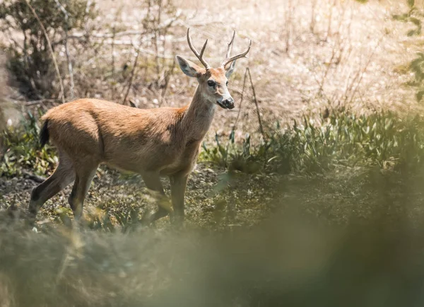 Lápi Szarvas Pantanal Brazília — Stock Fotó