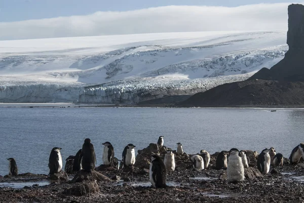 Pingüinos Gentoo Playa Hannah Point Antártida —  Fotos de Stock