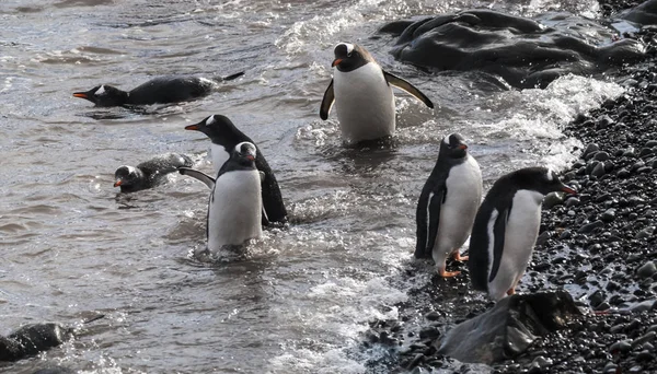 Gentoo Penguins Beach Hannah Point Antartide — Foto Stock