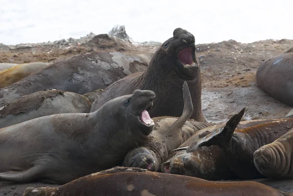 Elefantes Marinos Hannah Point Península Antártica — Foto de Stock