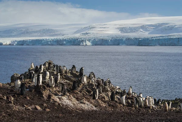 Gentoo Пінгвіни Пляжі Ханна Точки Антарктида — стокове фото